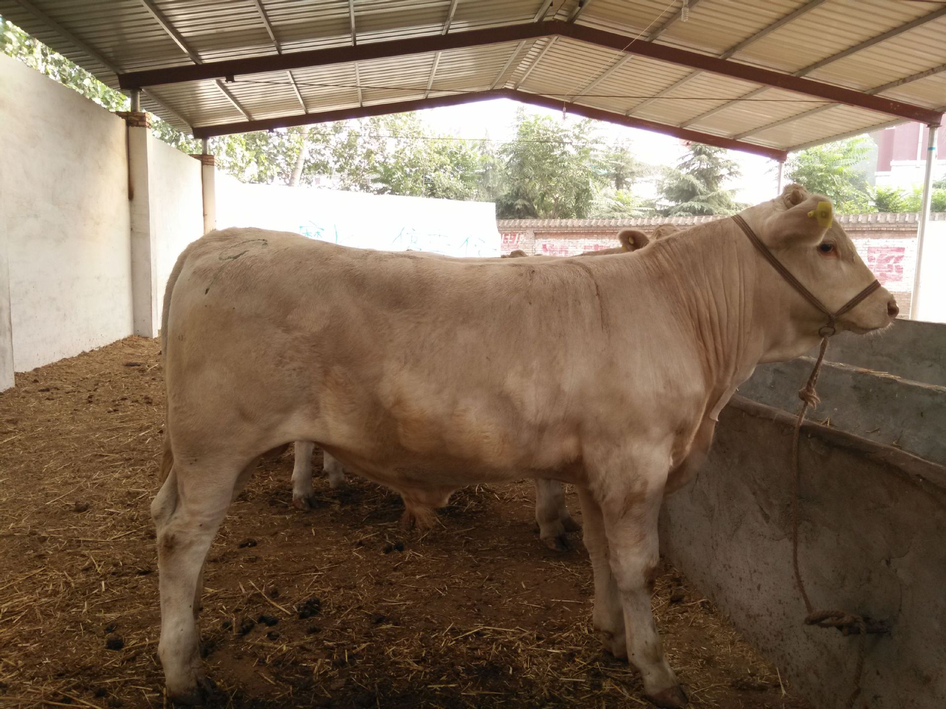 3、夏洛萊肉牛育肥預(yù)混料：肉牛預(yù)混料中還應(yīng)添加哪些其他成分才能喂給肉牛？ 