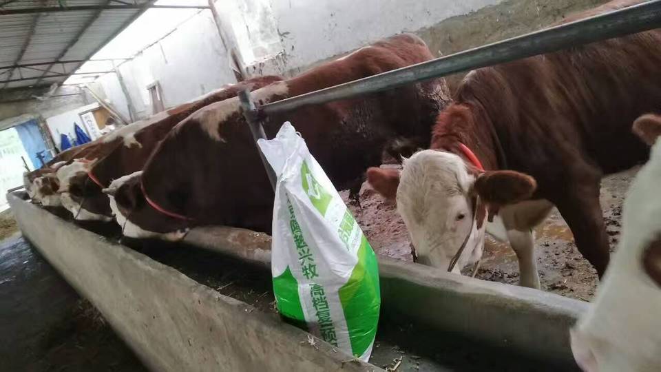 2、～斤肉牛精飼料配方