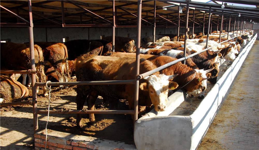 2、如何搭配肉牛飼料